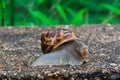 Close up view of a snail Royalty Free Stock Photo