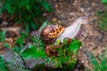 Close up view of a snail eating a salad leaf Royalty Free Stock Photo