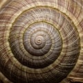 Close-up view of a snail shell displaying a beautiful natural spiral pattern. The shell Royalty Free Stock Photo