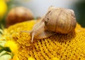 Close up view on a snail sits on the sunflower head