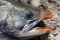 Close-up view of snout wild salmonid fish Salvelinus often called charr or char with pink spots over darker body.