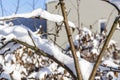 Close up view of snow covered bushes. Beautiful winter scape view. Royalty Free Stock Photo