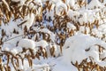 Close up view of snow covered bushes. Beautiful winter scape view. Royalty Free Stock Photo