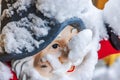 Close-up view of snow-covered gnome face for outdoor decoration at entrance of house on frosty winter day.