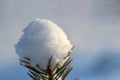 Close up view of snow-covered tree branch in frosty forest in sunny day. Time before Christmas Royalty Free Stock Photo