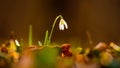 Close up view of a snowdrop spring flower in a forest in sunset light Royalty Free Stock Photo