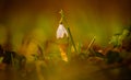 Close up view of a snowdrop spring flower in a forest in sunset light Royalty Free Stock Photo