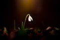 Close up view of a snowdrop spring flower in a forest in sunset light Royalty Free Stock Photo