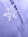 Close up view of snowflake falling down Royalty Free Stock Photo
