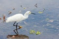 Close up view of the snowy egret is a small white heron with yellow feet