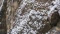 Close-up view of snowy stones wall. Stones covered with snow. Background in the daytime. A dry stone wall covered in Royalty Free Stock Photo