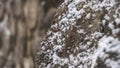 Close-up view of snowy stones wall. Stones covered with snow. Background in the daytime. A dry stone wall covered in Royalty Free Stock Photo