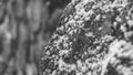 Close-up view of snowy stones wall. Stones covered with snow. Background in the daytime. A dry stone wall covered in snow Royalty Free Stock Photo