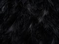 Soft Dark Black Feather Texture Background. Royalty Free Stock Photo