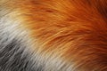 Close-up view of soft fur with a striking blend of orange and white, creating a visually appealing texture Royalty Free Stock Photo