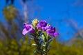 Close up view of a soft purple and soft yellow flower with soft green leaves Royalty Free Stock Photo