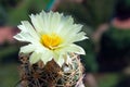 A soft-yellow flower of Coryphantha beehive cactus