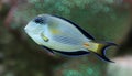 Close-up view of a Sohal surgeonfish