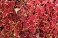 Close up view of Solenostemon or Coleus flower in the garden Royalty Free Stock Photo