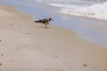 Close-up view of a solitary seagull standing on one leg near the edge of the sandy beach of the Atlantic Ocean Royalty Free Stock Photo