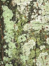 Close up view of some dry moss and lichen on a tree Royalty Free Stock Photo