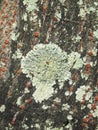Close up view of some dry moss and lichen on a tree Royalty Free Stock Photo