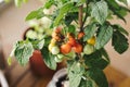Close up view of some fresh cherry tomatoes in a home grown cherry tomato plant. Home organic farm and eco fresh vegetables Royalty Free Stock Photo