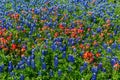 A Close up View of some Texas Bluebonnets and Indian Paintbrush Wildflowers Royalty Free Stock Photo