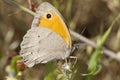 Southern Gatekeeper (Pyronia cecilia)