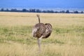 Close-up view of a southern ostrich in the field on a sunny day