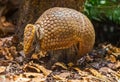 Close up view of a Southern three-banded armadillo