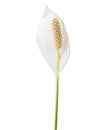 Close up view of Spathiphyllum commonly known as spath. Royalty Free Stock Photo