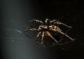 Closeup spider on dark surface Royalty Free Stock Photo