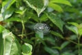 A spider net with spiral thick white silk in the middle with a captured black ant