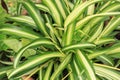 Close up view of a Spider Plant Chlorophytum comosum Royalty Free Stock Photo