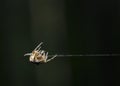 Close-up view of a spider pulling a web thread