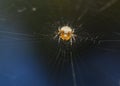 A close-up view of a spider in a spider\'s web Royalty Free Stock Photo