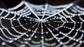 close up view of Spider web Royalty Free Stock Photo