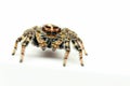 A close-up view of a spider on a white surface Royalty Free Stock Photo