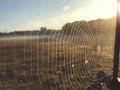 Close up view of a spiders web of against sunrise in the field with fog Royalty Free Stock Photo