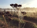 Close up view of a spiders web of against sunrise in the field with fog Royalty Free Stock Photo