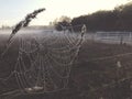 Close up view of a spiders web of against sunrise in the field with fog Royalty Free Stock Photo