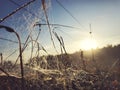 Close up view of a spiders web of against sunrise in the field with fog Royalty Free Stock Photo