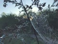 Close up view of a spiders web of against sunrise in the field with fog Royalty Free Stock Photo