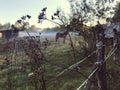 Close up view of a spiders web of against sunrise in the field with fog Royalty Free Stock Photo