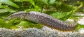 Close-up view of a Spiny eel, a fresh water fish Royalty Free Stock Photo