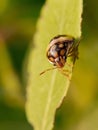 close up view of a spiny soldier beetle perched on a leaf Royalty Free Stock Photo