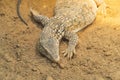 close up view of Spiny-tailed lizards resting Royalty Free Stock Photo
