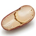 A close-up view of a split macadamia nut shell revealing the creamy nut inside Royalty Free Stock Photo