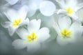 Close-up view of spring flowers, white primula, taken with Helios lens Royalty Free Stock Photo